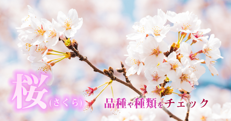 【2020年お花見】意外と知らない桜(さくら)の品種や種類をチェック！